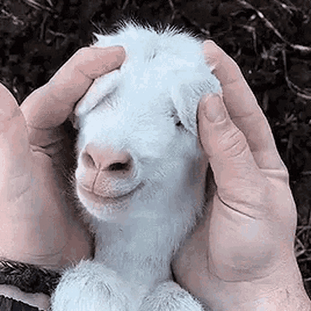 Pin on animals