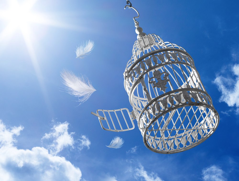 Your Weekly Dose — Kosher Duck Revolution
